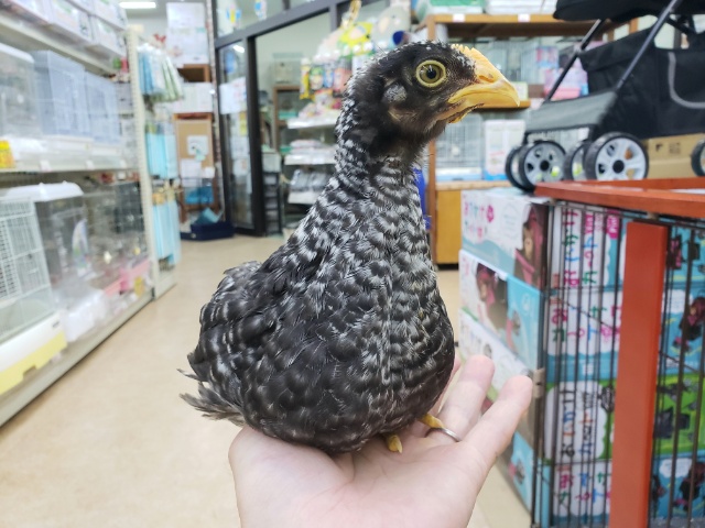 房総地鶏（ボウソウジドリ）