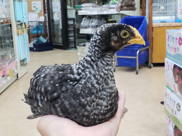 房総地鶏（ボウソウジドリ）