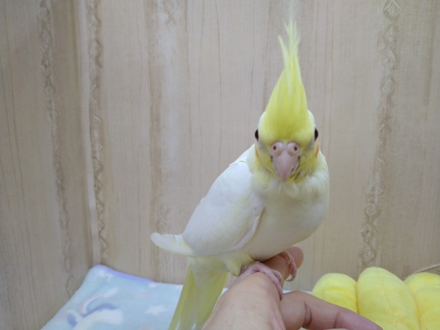 オカメインコ