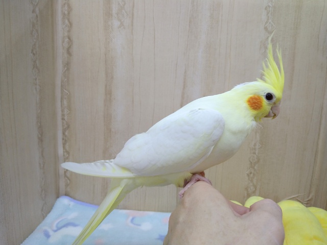 オカメインコ