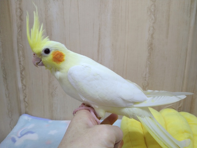 オカメインコ