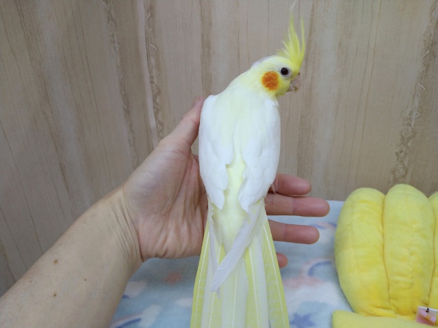 オカメインコ