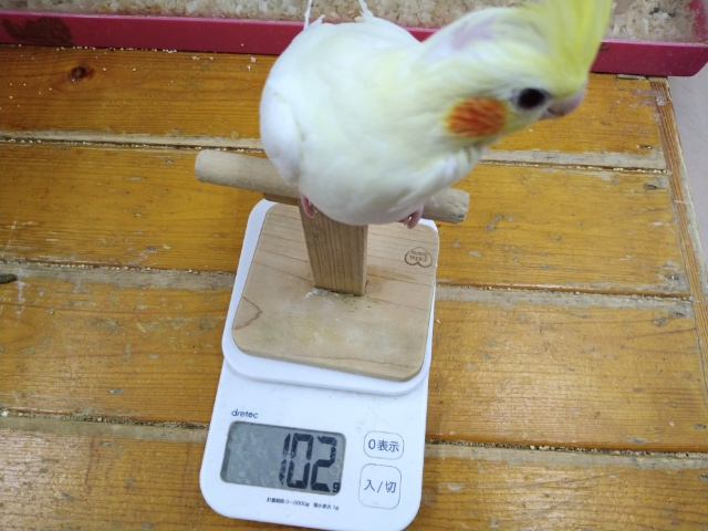 オカメインコ