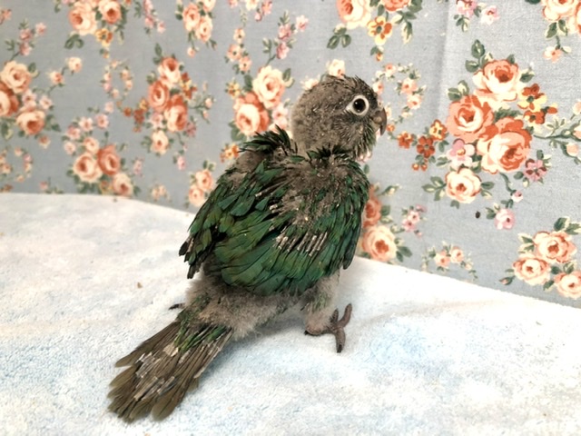 ホオミドリウロコインコ