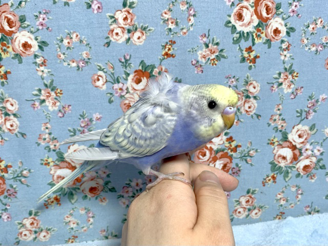 羽衣セキセイインコ