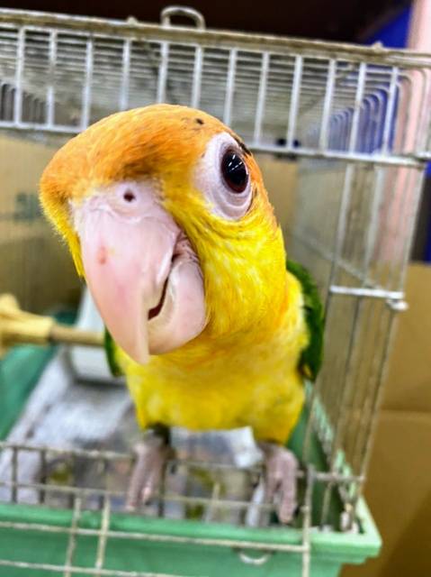 シロハラインコ