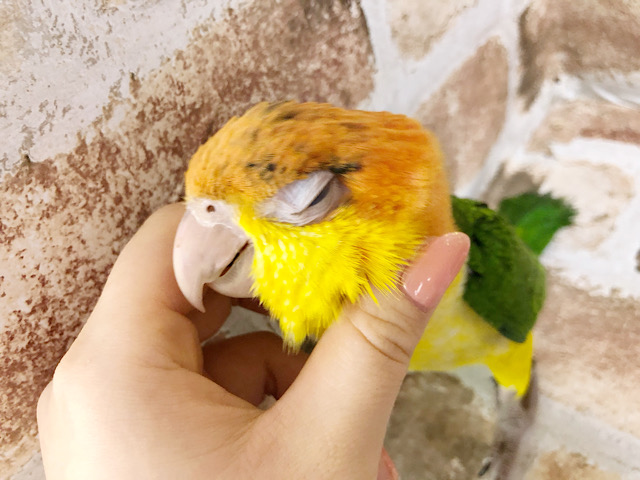 シロハラインコ