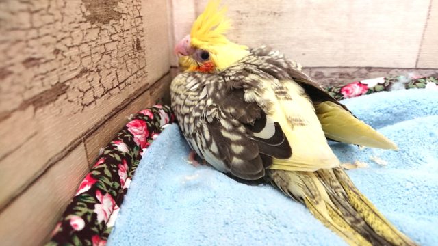 オカメインコ
