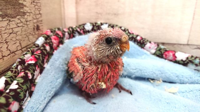 アキクサインコ（秋草インコ）