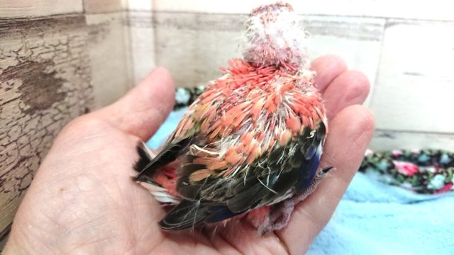 アキクサインコ（秋草インコ）