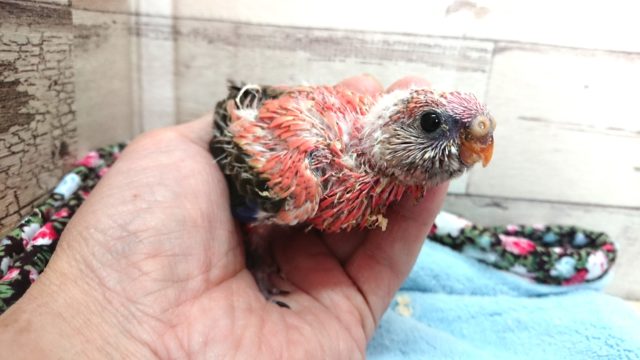 アキクサインコ（秋草インコ）