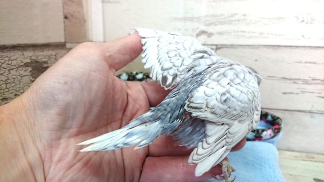 ジャンボセキセイインコ