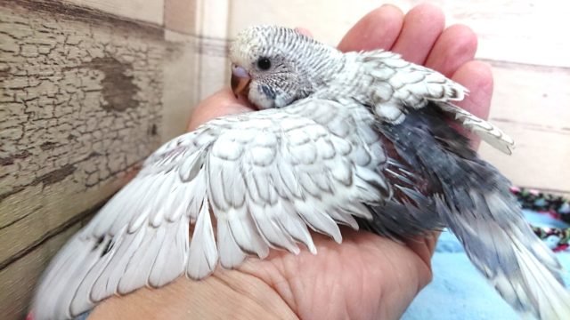 ジャンボセキセイインコ