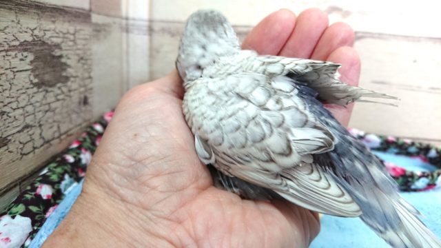 ジャンボセキセイインコ
