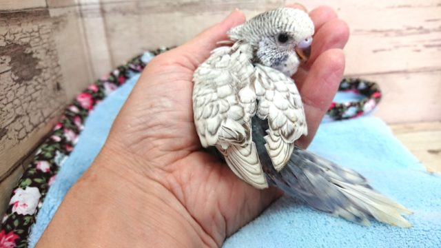 ジャンボセキセイインコ