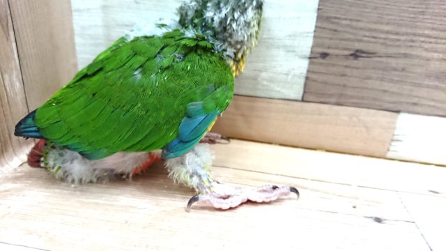 ワキコガネウロコインコ