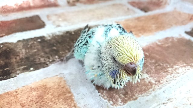 ジャンボセキセイインコ