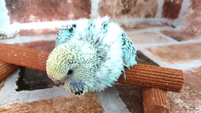 ジャンボセキセイインコ