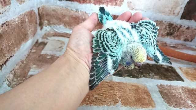 ジャンボセキセイインコ