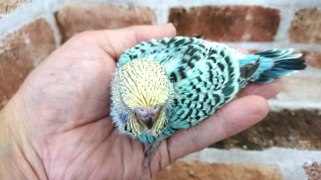 ジャンボセキセイインコ