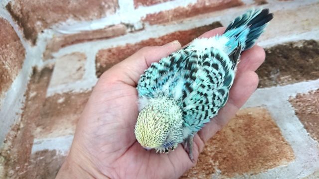 ジャンボセキセイインコ