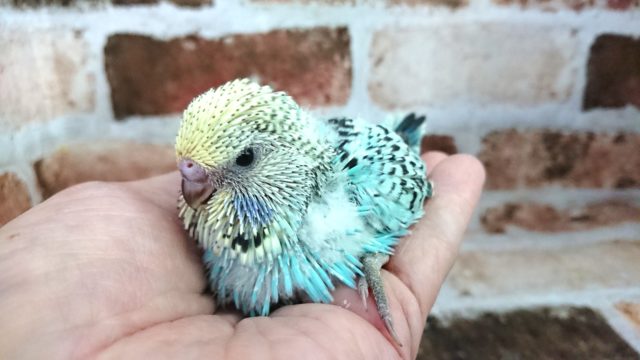 ジャンボセキセイインコ