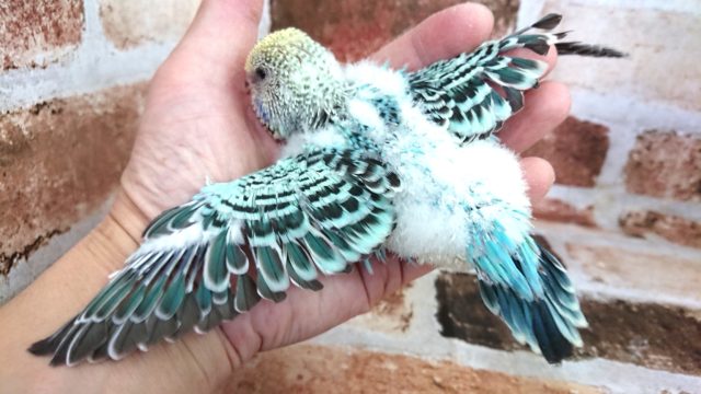 ジャンボセキセイインコ