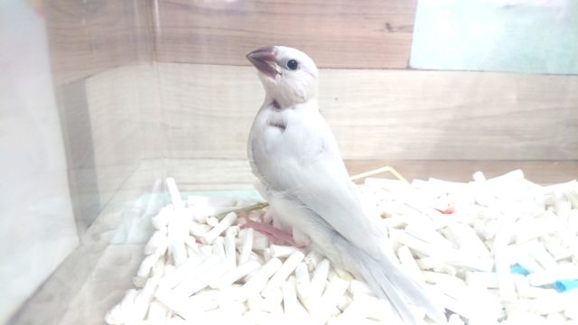 シルバー文鳥