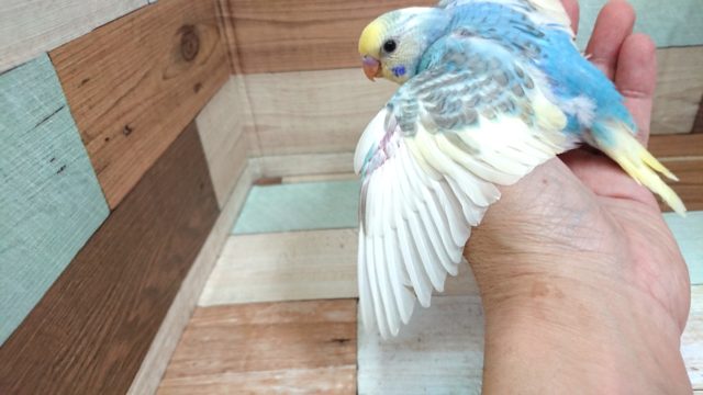 セキセイインコ