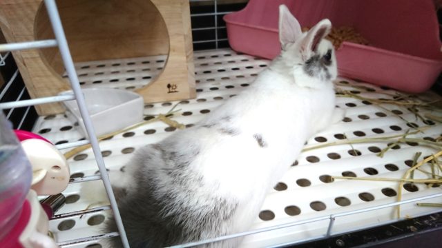 ドワーフラビット