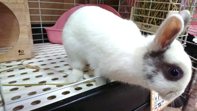 ドワーフラビット