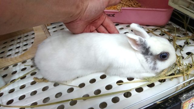 ドワーフラビット