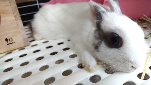 ドワーフラビット