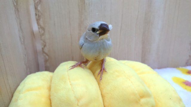 シルバー文鳥
