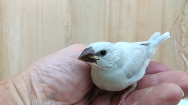 シルバー文鳥