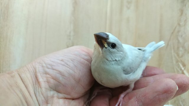 シルバー文鳥