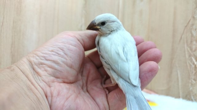 シルバー文鳥