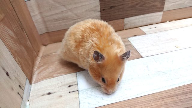 ゴールデンハムスター
