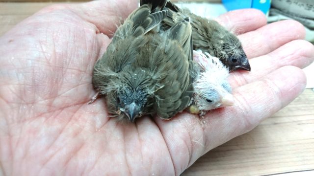 錦花鳥（キンカチョウ）