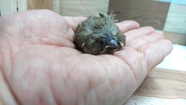 錦花鳥（キンカチョウ）