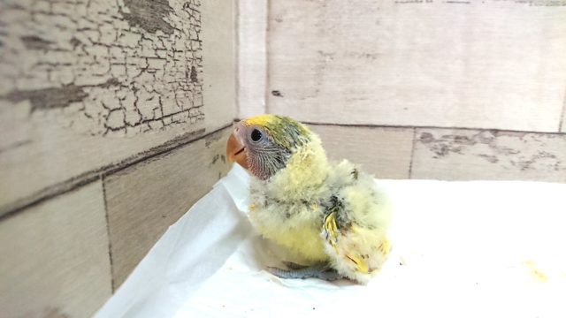 コザクラインコ（小桜インコ）