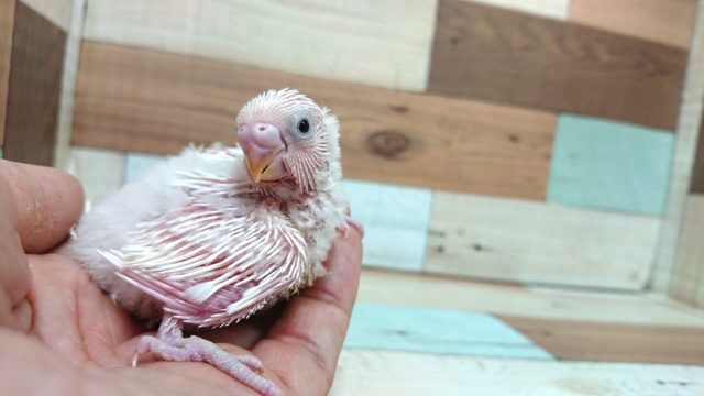 セキセイインコ