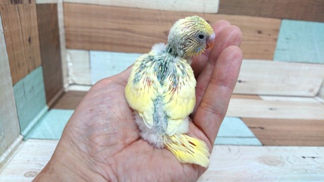 セキセイインコ