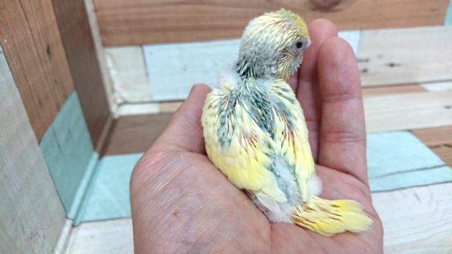セキセイインコ