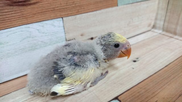コザクラインコ（小桜インコ）