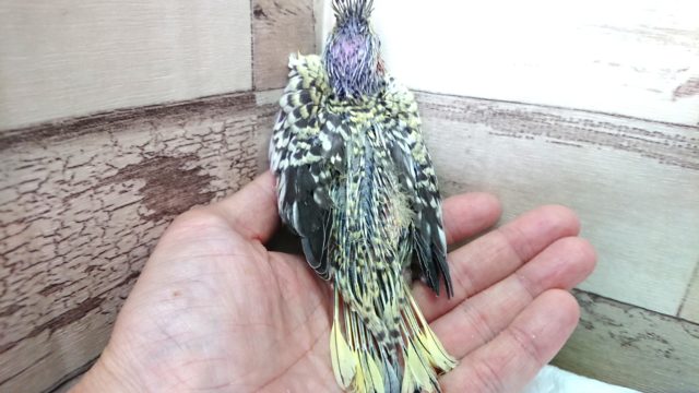 オカメインコ