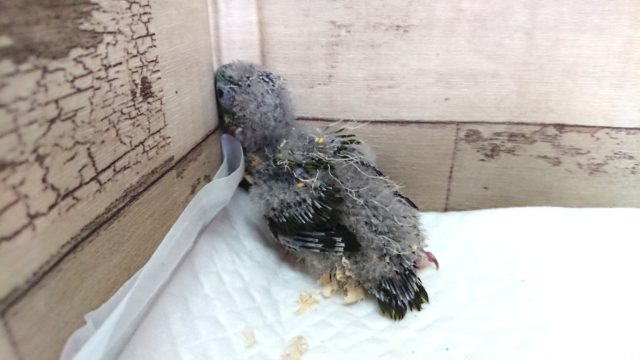 サザナミインコ