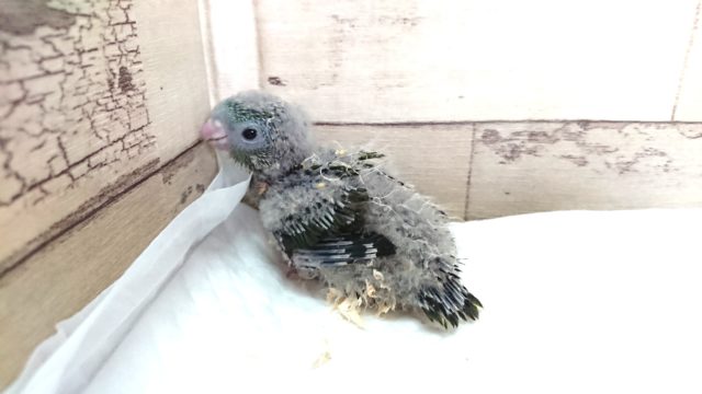 サザナミインコ