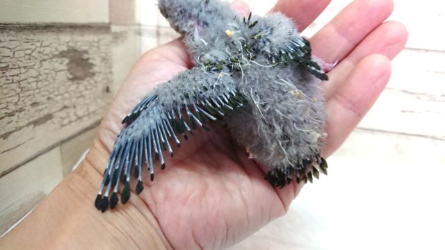 サザナミインコ