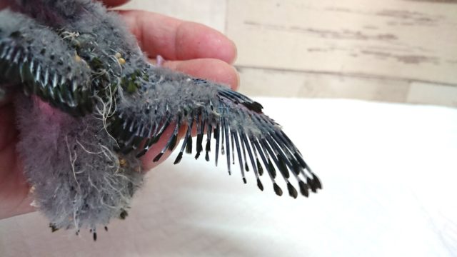 サザナミインコ